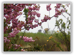 First view of Windmills at Kinderdijk