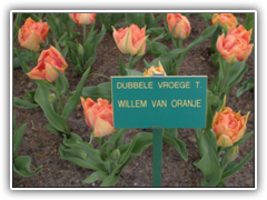 Tulips named after William of Orange